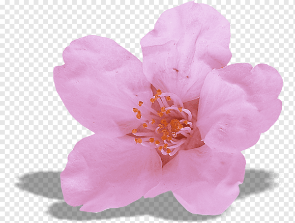 Сакура цветы отдельно