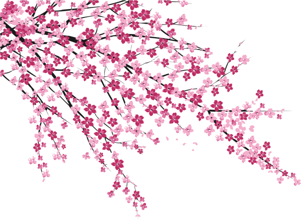 Черри блоссом на прозрачном фоне
