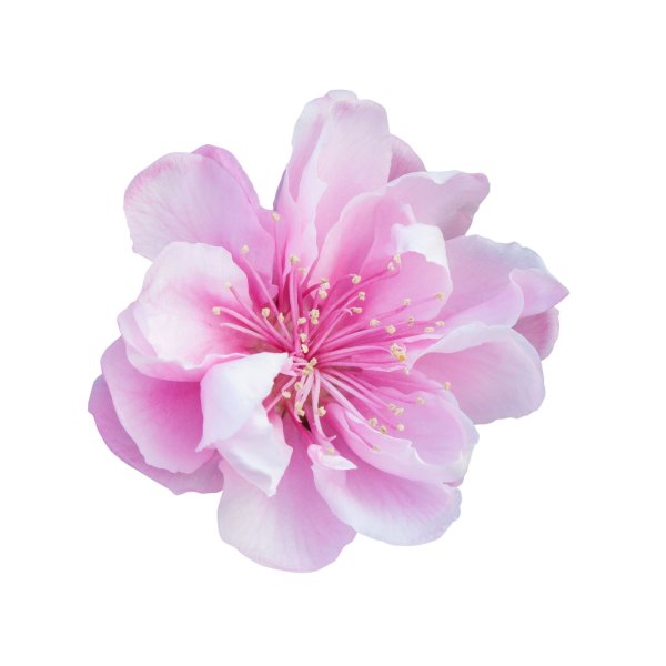 Один цветок Сакуры на белом фоне