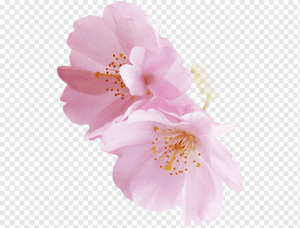 Нежные прозрачные цветы