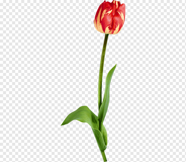 Тюльпан на стебле