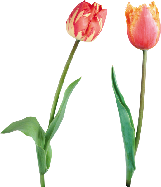 Тюльпан целиком