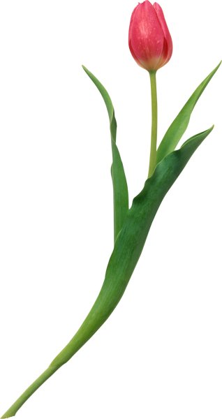 Один тюльпан