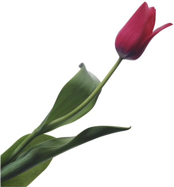 Тюльпан один цветок