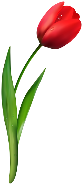 Красные тюльпаны на белом фоне