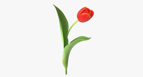 Листок тюльпана