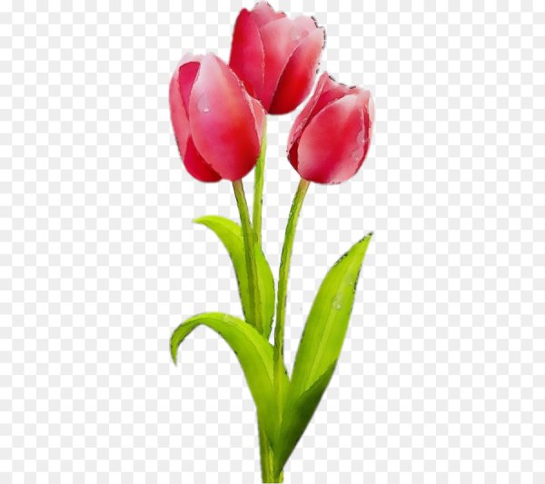 Три тюльпана