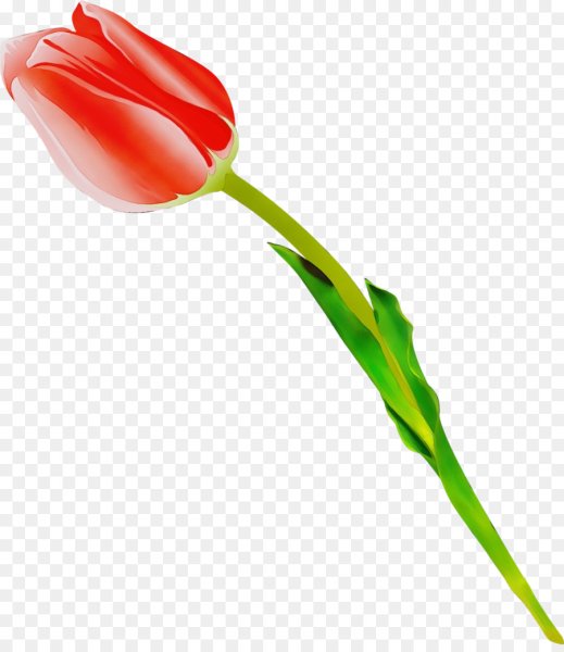 Тюльпаны без фона