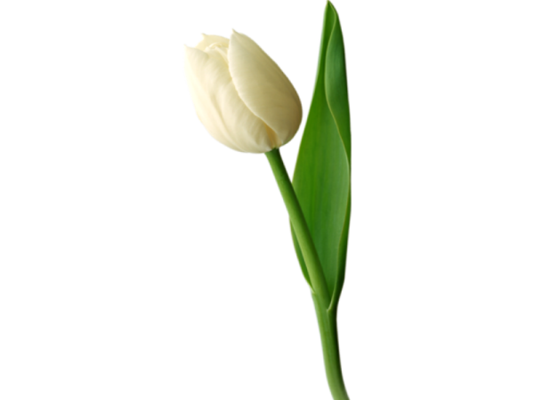 Один тюльпан на белом фоне