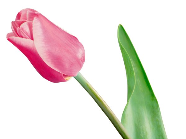 Розовые тюльпаны