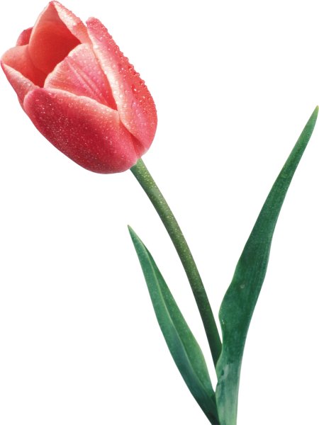 Тюльпан для детей