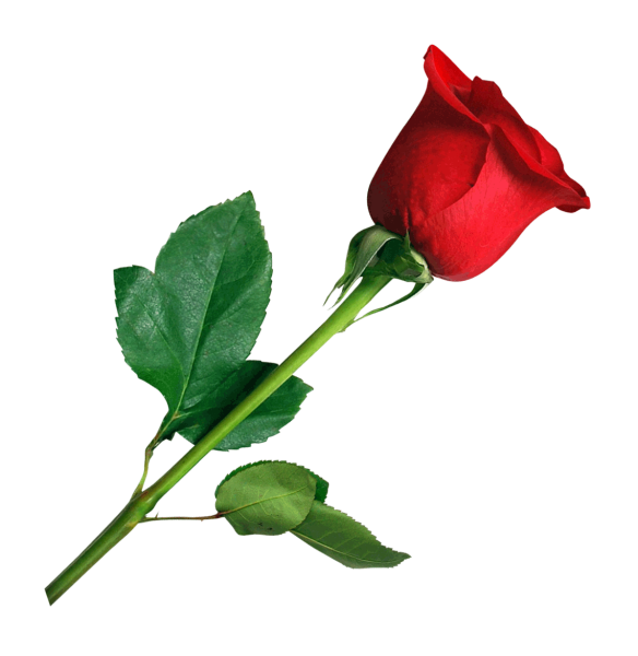 Розы на прозрачном фоне