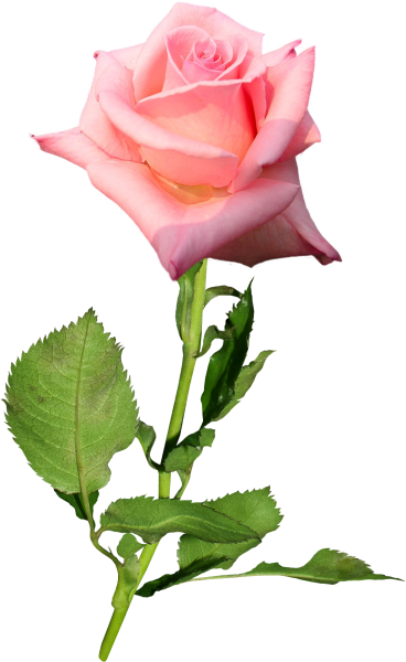 Красивые одиночные цветы