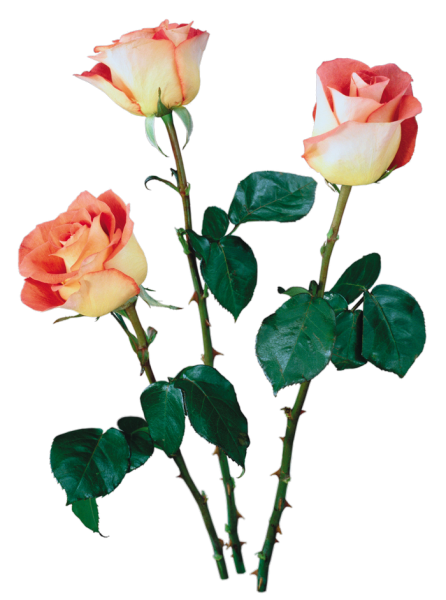 Розы на прозрачном фоне