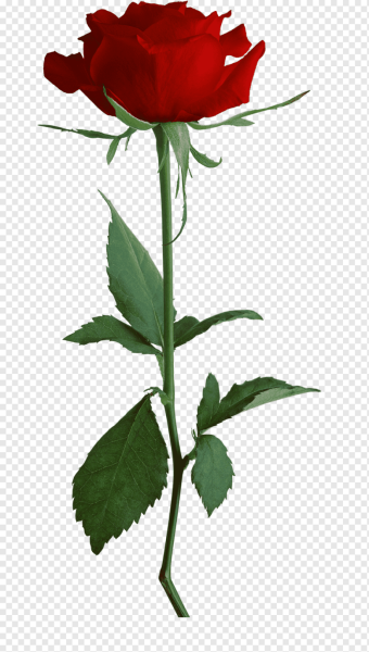 Роза без фона