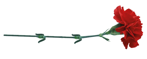 Гвоздики на белом фоне