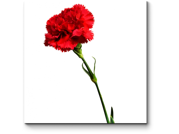 Гвоздики на белом фоне