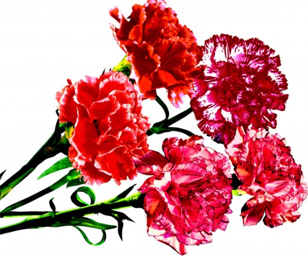 Гвоздики букет Победы