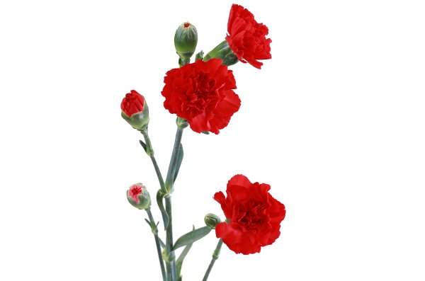 Гвоздика кустовая