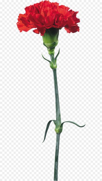 Гвоздика Гранд слэм