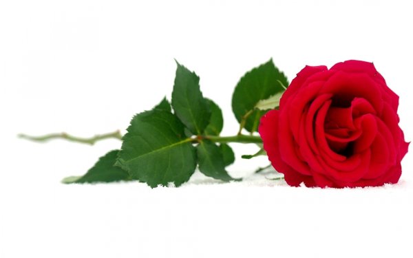 Роза лежит на белом фоне