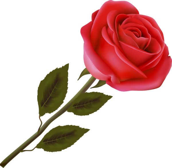 Красные розы на прозрачном фоне