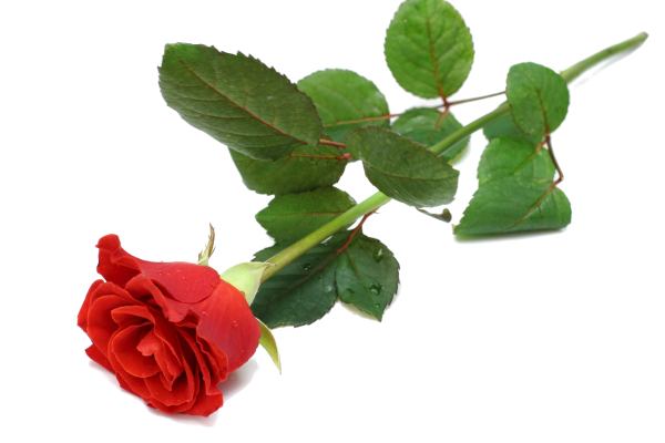 Роза лежит на белом фоне