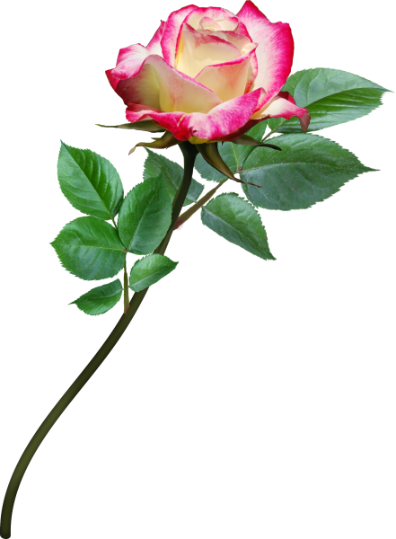 Роза андерковер