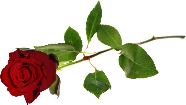 Красные розы на прозрачном фоне