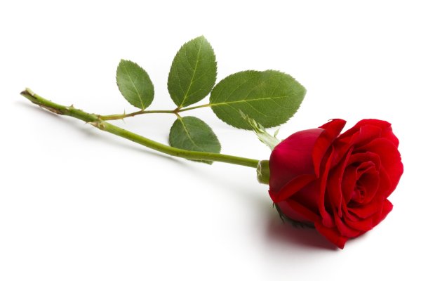 Красные розы на белом фоне