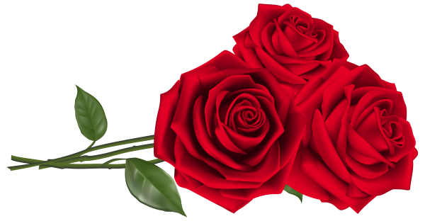 Красные розы на прозрачном фоне
