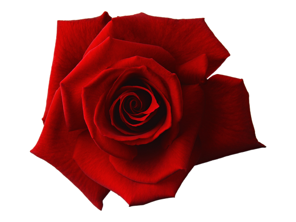 Красные розы