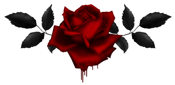 Черная роза на прозрачном фоне