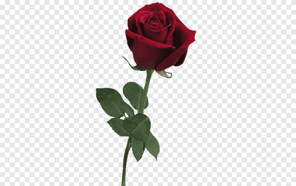 Роза бордовая