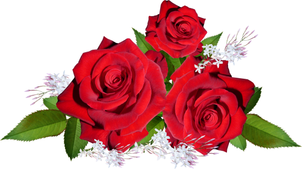 Красные розы на прозрачном фоне