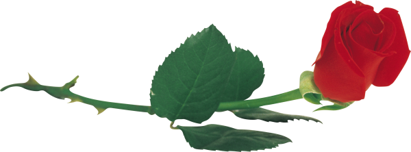 Изогнутый стебель розы