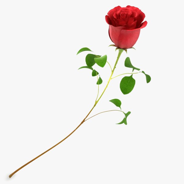 Красная роза со стеблем