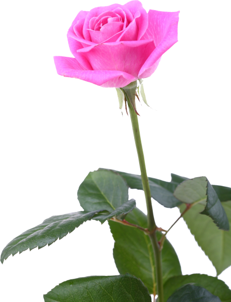 Красивый цветок со стеблем