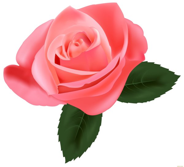 Роза Пинк Фловер