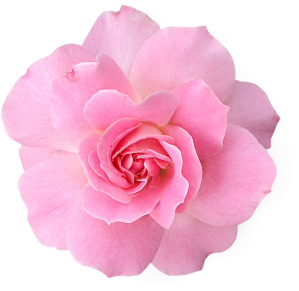 Роза Пинк Фловер