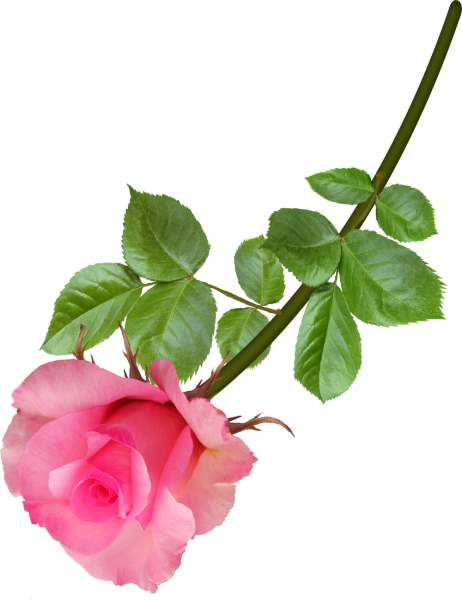 Клипарт розы на прозрачном фоне
