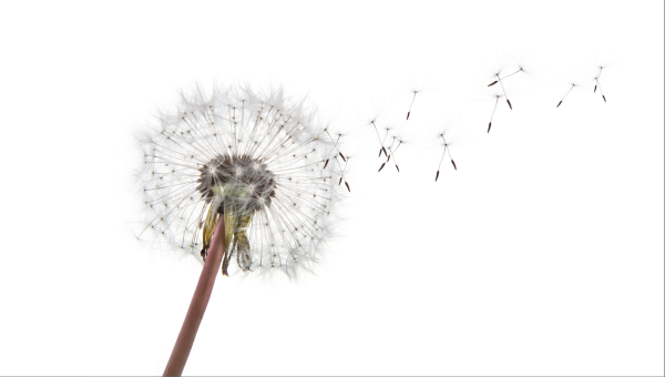 Семена одуванчика на белом фоне