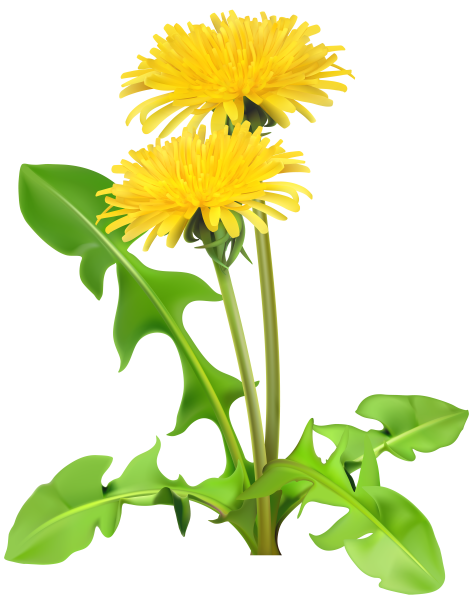 Одуванчик на белом фоне