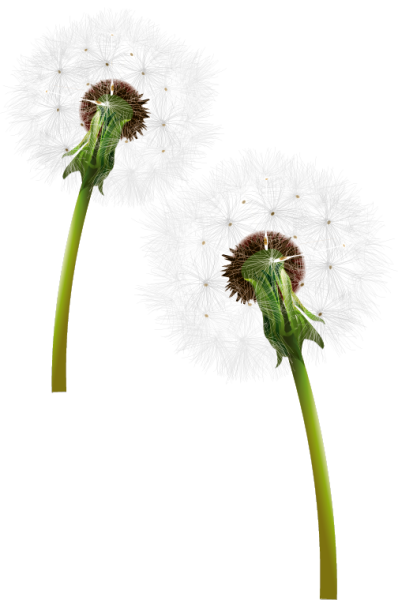 Одуванчик созревший