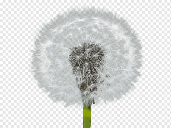 Одуванчик цветок