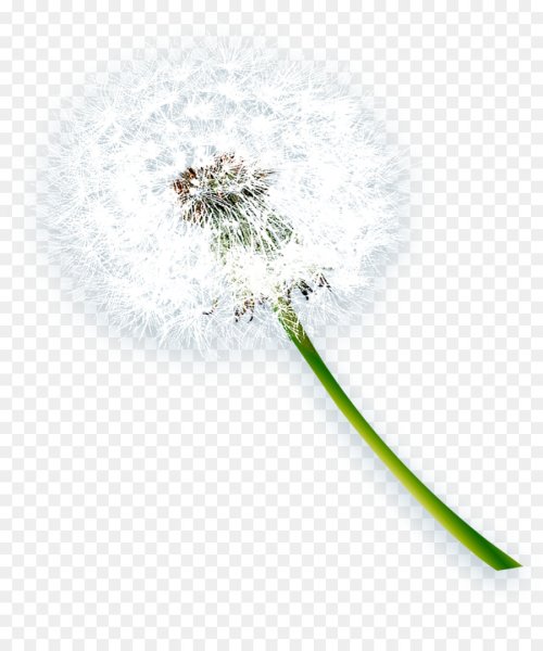 Одуванчик белый