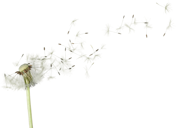 Одуванчик на прозрачном фоне