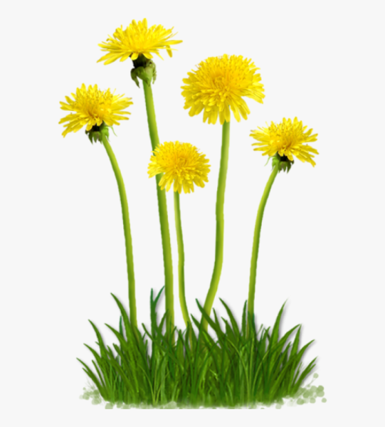 Одуванчик на прозрачном фоне