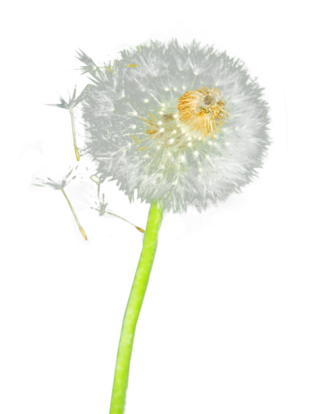 Одуванчик для детей