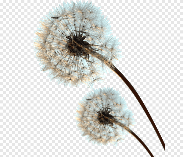 Одуванчик на б елом фонем